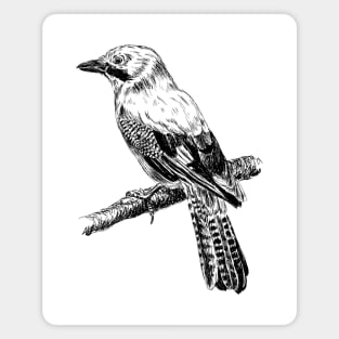 Jay bird print Magnet